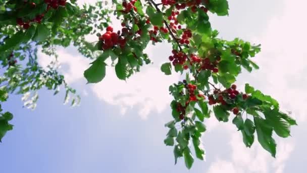 Ripe Red Cherry Berries Hang Tree Branch Being Harvested Early — Vídeos de Stock