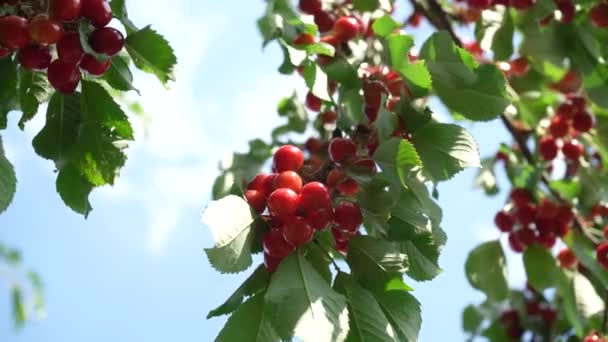 Ripe Red Cherry Berries Hang Tree Branch Being Harvested Early — Vídeo de stock