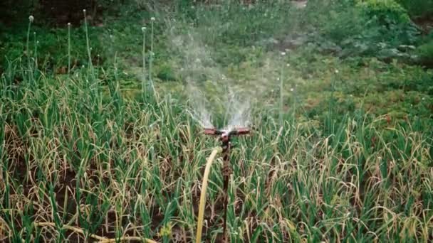 在花园里给庄稼浇水 智能花园采用全自动洒水灌溉系统 浇灌作物 Hd慢动作 — 图库视频影像