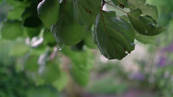 Drops Water Rain Fall Leaves Wet Foliage Close — Stock video