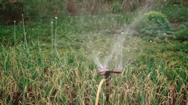 Watering Crops Garden Smart Garden Activated Fully Automatic Sprinkler Irrigation — Video Stock