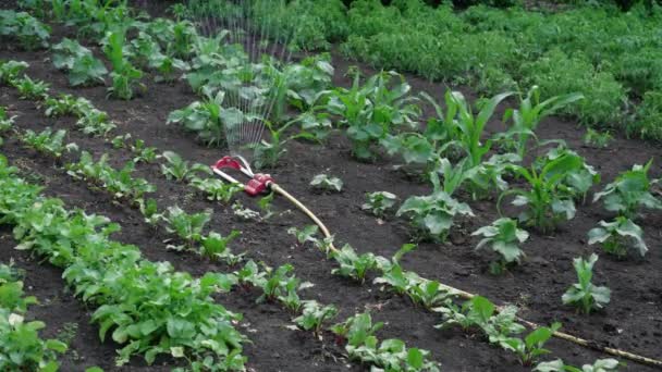 Υδάτινες Καλλιέργειες Στον Κήπο Έξυπνος Κήπος Ενεργοποιείται Ένα Πλήρως Αυτόματο — Αρχείο Βίντεο