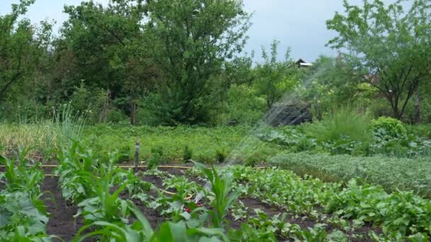 Watering Crops Garden Smart Garden Activated Fully Automatic Sprinkler Irrigation — Stock video