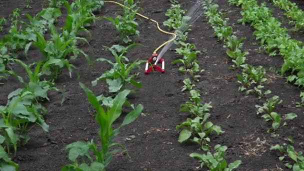 Поливать Посевы Саду Умный Сад Активируется Полностью Автоматической Поливочной Системой — стоковое видео