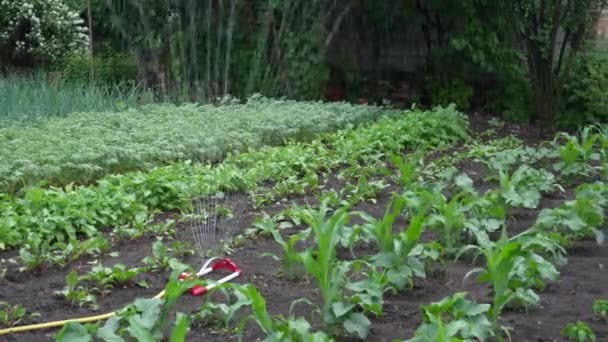 庭の作物に水をやる スマートガーデンは 作物の列に散水する完全自動スプリンクラー灌漑システムで活性化されます Uhdでの撮影 — ストック動画