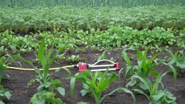 在花园里给庄稼浇水 智能花园采用全自动洒水灌溉系统 浇灌作物 Uhd的枪击事件 — 图库视频影像
