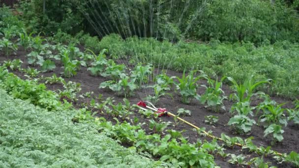 庭の作物に水をやる スマートガーデンは 作物の列に散水する完全自動スプリンクラー灌漑システムで活性化されます Uhdでの撮影 — ストック動画