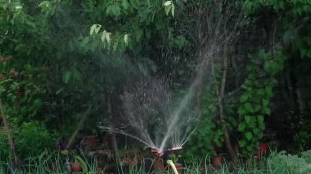 在花园里给庄稼浇水 智能花园采用全自动洒水灌溉系统 浇灌作物 Hd慢动作 — 图库视频影像
