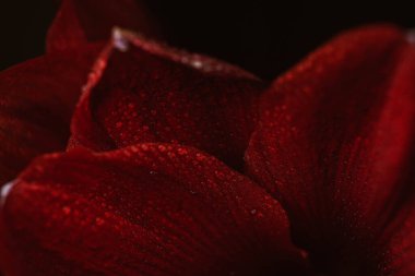 Red hippeastrum on a black background. Women's health concept. Valentine's Day. Scarlet flower of love. Macro close-up photo of drops on the petals. A reference to tenderness, care and kindness
