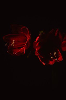 Red hippeastrum on a black background. Women's health concept. Valentine's Day. Scarlet flower of love. Macro close-up photo of drops on the petals. A reference to tenderness, care and kindness