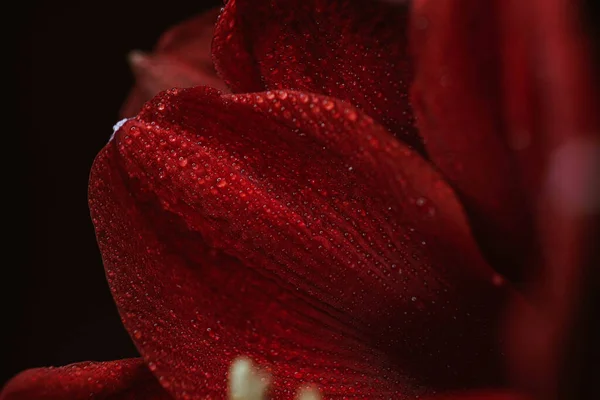 Red hippeastrum on a black background. Women\'s health concept. Valentine\'s Day. Scarlet flower of love. Macro close-up photo of drops on the petals. A reference to tenderness, care and kindness