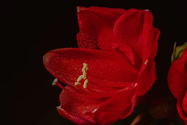 Red hippeastrum on a black background. Women\'s health concept. Valentine\'s Day. Scarlet flower of love. Macro close-up photo of drops on the petals. A reference to tenderness, care and kindness