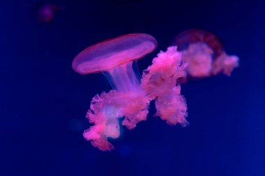 Sea and ocean jellyfish swim in the water close-up. Illumination and bioluminescence in different colors in the dark. Exotic and rare jellyfish in the aquarium