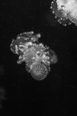 Sea and ocean jellyfish swim in the water close-up. Illumination and bioluminescence in different colors in the dark. Exotic and rare jellyfish. X-ray