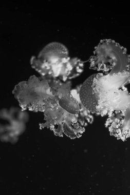 Sea and ocean jellyfish swim in the water close-up. Illumination and bioluminescence in different colors in the dark. Exotic and rare jellyfish. X-ray