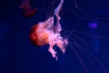Sea and ocean jellyfish swim in the water close-up. Illumination and bioluminescence in different colors in the dark. Exotic and rare jellyfish in the aquarium