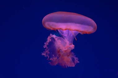 Sea and ocean jellyfish swim in the water close-up. Illumination and bioluminescence in different colors in the dark. Exotic and rare jellyfish in the aquarium