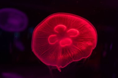 Sea and ocean jellyfish swim in the water close-up. Illumination and bioluminescence in different colors in the dark. Exotic and rare jellyfish in the aquarium