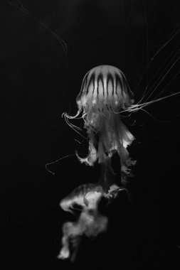 Sea and ocean jellyfish swim in the water close-up. Illumination and bioluminescence in different colors in the dark. Exotic and rare jellyfish. X-ray