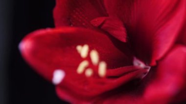 Blooming red amaryllis hippeastrum flower isolated on pure black background. Promotional video. Womens health concept, flowers and tampon. Valentines day, March eighth, earth day