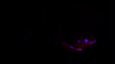 Blooming red amaryllis hippeastrum flower isolated on pure black background. Promotional video. Womens health concept, flowers and tampon. Valentines day, March eighth, earth day