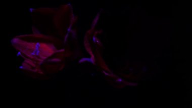 Blooming red amaryllis hippeastrum flower isolated on pure black background. Promotional video. Womens health concept, flowers and tampon. Valentines day, March eighth, earth day