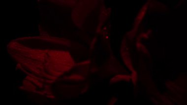 Blooming red amaryllis hippeastrum flower isolated on pure black background. Promotional video. Womens health concept, flowers and tampon. Valentines day, March eighth, earth day