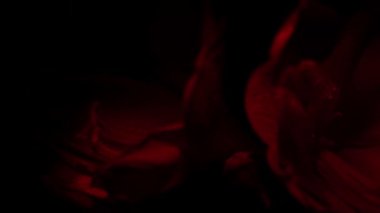 Blooming red amaryllis hippeastrum flower isolated on pure black background. Promotional video. Womens health concept, flowers and tampon. Valentines day, March eighth, earth day