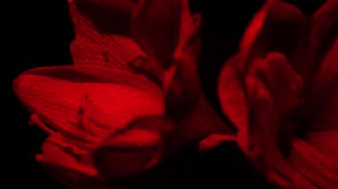 Blooming red amaryllis hippeastrum flower isolated on pure black background. Promotional video. Womens health concept, flowers and tampon. Valentines day, March eighth, earth day