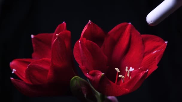 Blooming Red Amaryllis Hippeastrum Flower Isolated Pure Black Background Promotional — Stock Video