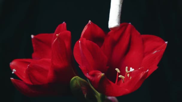 Blooming Red Amaryllis Hippeastrum Flower Isolated Pure Black Background Promotional — Video