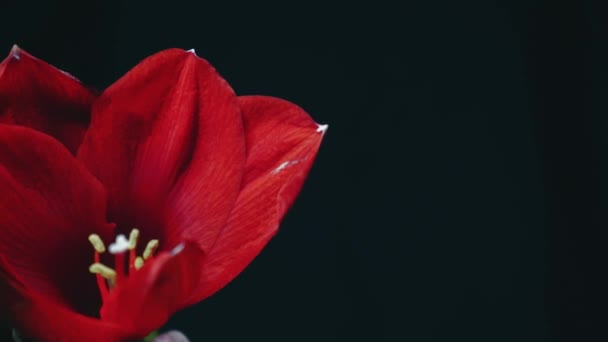 Blooming Red Amaryllis Hippeastrum Flower Isolated Pure Black Background Promotional — Stock Video