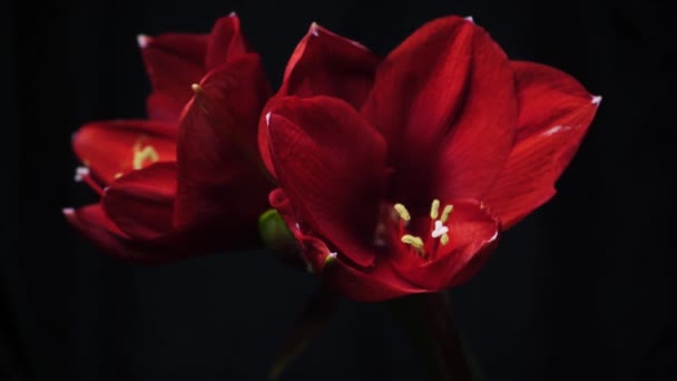 Blooming Red Amaryllis Hippeastrum Flower Isolated Pure Black Background Promotional — Vídeo de stock
