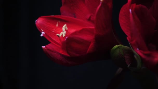 Blooming Red Amaryllis Hippeastrum Flower Isolated Pure Black Background Promotional — Stok video