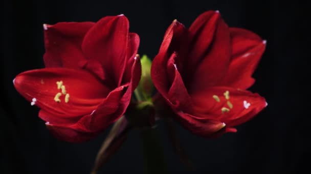 Blooming Red Amaryllis Hippeastrum Flower Isolated Pure Black Background Promotional — Vídeo de Stock