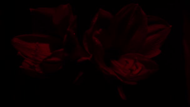 Яскрава Червона Квітка Амарілліс Гіппеастра Ізольована Чистому Чорному Тлі Промо — стокове відео
