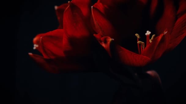 純粋な黒の背景に孤立した赤い花を咲かせます プロモーションビデオ 女性の健康の概念 花やタンポン バレンタインデー3月8日地球の日 — ストック動画