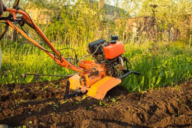 a small agricultural tractor plows the ground, the work of a walk-behind tractor. land treatment for planting