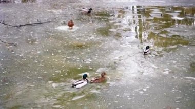 Soğuk bir günde bir ördek sürüsü dondurucu suda yüzer. Vahşi ördekler kış gölünde yüzer ve buzda yürür. Sonbaharın sonlarında ördek avı