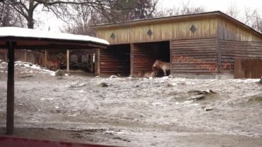 Soğuk ve karlı bir günde, Przewalski atları çitin arkasında durur ve kardan saklanır. Neslinin tükenmesinin eşiğinde. Nadir bir at.