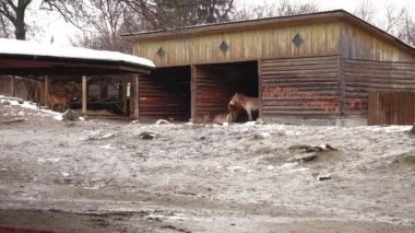 Soğuk ve karlı bir günde, Przewalski atları çitin arkasında durur ve kardan saklanır. Neslinin tükenmesinin eşiğinde. Nadir bir at.