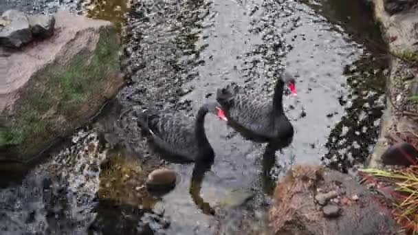 Close Two Black Swans Floating Water Autumn Day Video Beautiful — Stockvideo