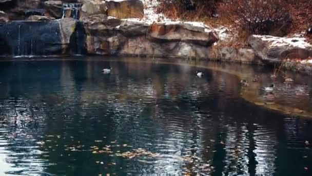 寒い日にはアヒルの群れが凍るような水の中で泳ぐ 冬の湖で野生のアヒルが泳いで氷の上を歩く 晩秋のアヒル狩り — ストック動画