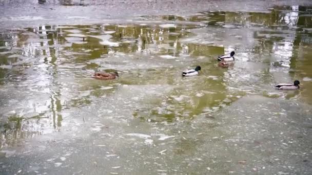Flock Ducks Swims Freezing Water Cold Day Wild Ducks Swim — Vídeos de Stock