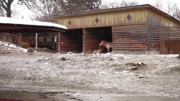 Zimny Śnieżny Dzień Konie Przewalskich Stoją Ogrodzeniu Chowają Się Przed — Wideo stockowe