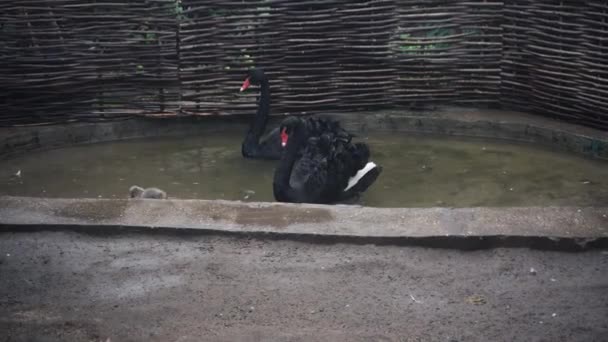 Primer Plano Dos Cisnes Negros Con Bebés Flotando Agua Día — Vídeo de stock