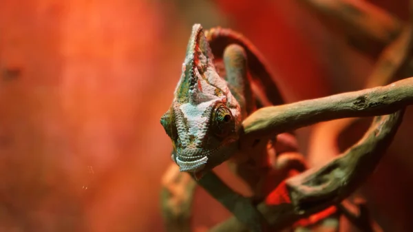 close-up of a chameleon lizard in the forest. The lizard moved its eye. The camera focuses on the lizard\'s eye. Wild nature. Disguised as the environment