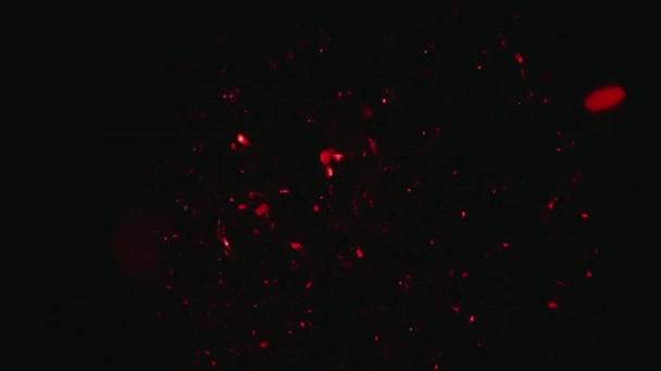细胞分裂 形成痣和胚胎 卵子的概念 显微镜下的宏观影像 早期胚胎发育的动画 实验室内的概念微生物学 — 图库视频影像