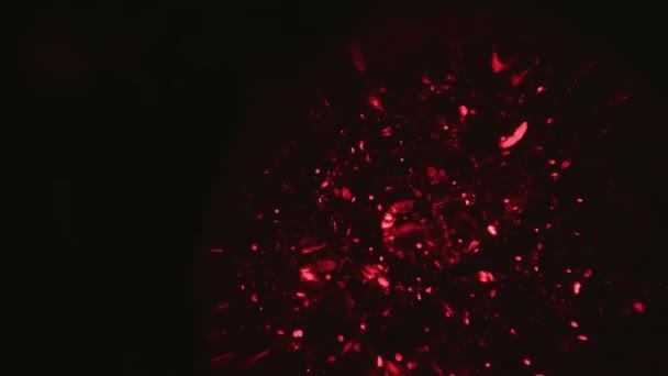 细胞分裂 形成痣和胚胎 卵子的概念 显微镜下的宏观影像 早期胚胎发育的动画 实验室内的概念微生物学 — 图库视频影像