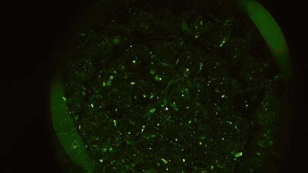 早期胚胎发育的动画 细胞分裂 形成痣和胚胎 实验室里的概念微生物学 Ovum概念 — 图库视频影像